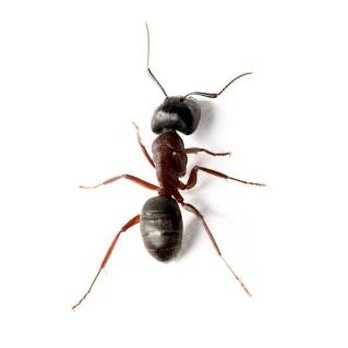 Bob Reed Pest Control - Pest Control Near Me - Roswell, New Mexico Bob Reed Pest Control - Pest Control Near Me - Roswell, New Mexico