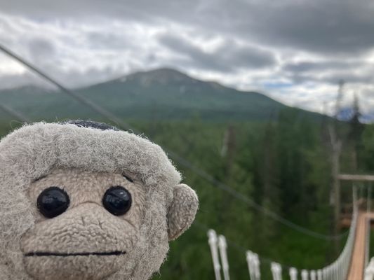 Alaska Zipline Adventure Park by null