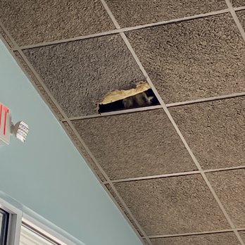 Damons Grill - Holes in ceiling - Seafood Near Me - Myrtle Beach, South Carolina Damons Grill - Holes in ceiling - Seafood Near Me - Myrtle Beach, South Carolina