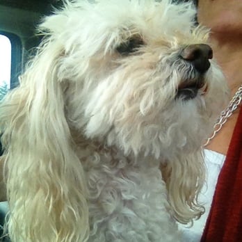 Mary's Dog Grooming - On our way to marys!! - Pet Groomers Near Me - Rialto, California Mary's Dog Grooming - On our way to marys!! - Pet Groomers Near Me - Rialto, California