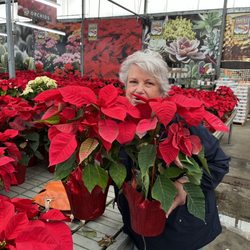 Rocket Farms - Poinsettias at Christmas