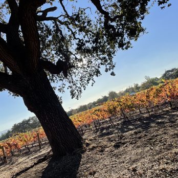 Roblar Winery - Beautiful view of grapevines - Wineries Near Me - Santa Ynez, California Roblar Winery - Beautiful view of grapevines - Wineries Near Me - Santa Ynez, California