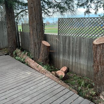 Acer Trees And Stumps - A big tree that was delicately removed - Tree Services Near Me Acer Trees And Stumps - A big tree that was delicately removed - Tree Services Near Me