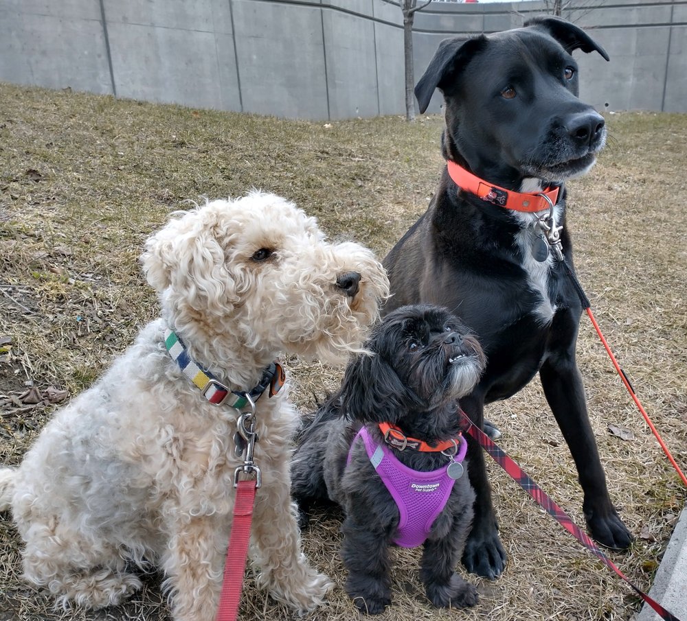 THE DOG MINDER Updated September 2024 Ottawa, Ontario Dog Walkers