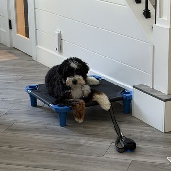 Peak Performance Dog Training - Pet Training Near Me - Ladera Ranch, California Peak Performance Dog Training - Pet Training Near Me - Ladera Ranch, California