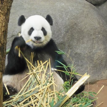 Memphis Zoo - pandas in Memphis! - Zoos Near Me - Memphis, Tennessee Memphis Zoo - pandas in Memphis! - Zoos Near Me - Memphis, Tennessee