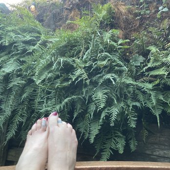 The Front Porch Inn - Wall of ferns surround soaking tub - Resorts Near Me - Arcata, California The Front Porch Inn - Wall of ferns surround soaking tub - Resorts Near Me - Arcata, California