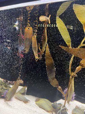 Central Coast Aquarium by null