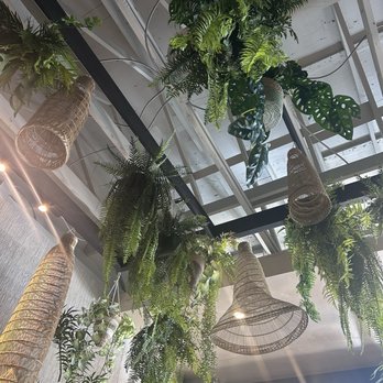 Phin Coffee House - Ceiling plants - Coffee & Tea Near Me - National City, California Phin Coffee House - Ceiling plants - Coffee & Tea Near Me - National City, California