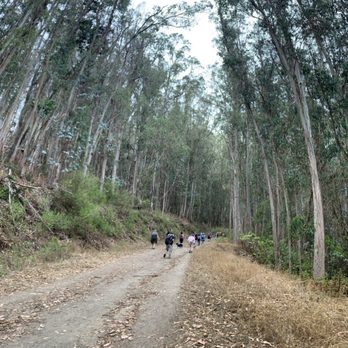 Quarry Park - Eucalyptus Forest - Parks Near Me - El Granada, California