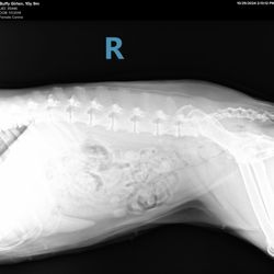 Kenline Veterinary Clinic - Horrible xray that is washed out from poor exposure