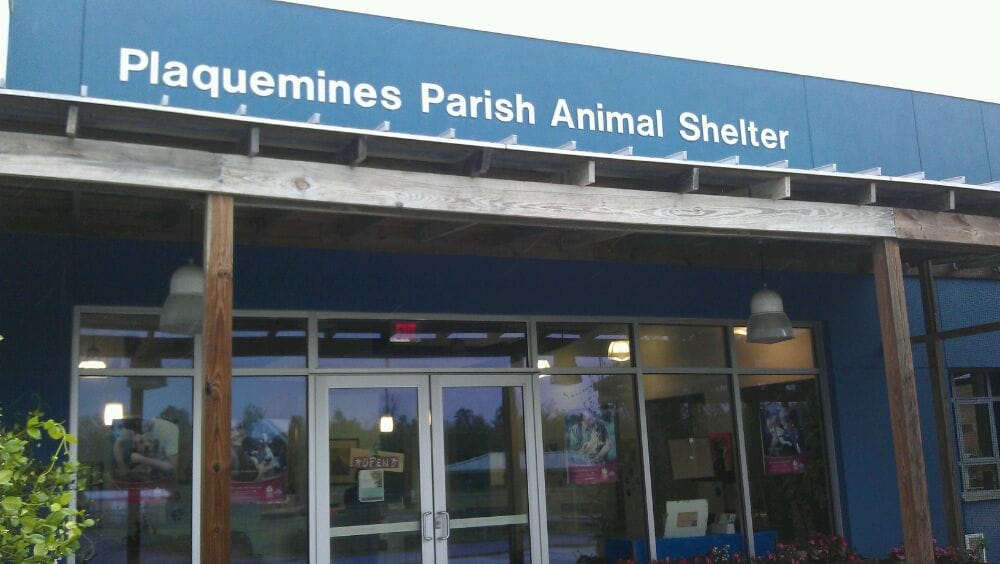 PAWS 9596 Highway 23, Belle Chasse, Louisiana Animal Shelters
