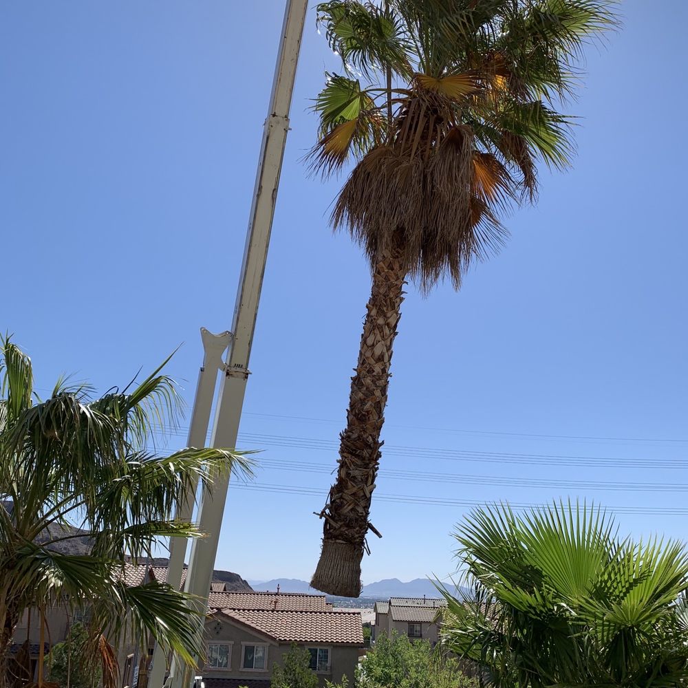 Best way to have trees removed. No damage Best way to have trees removed. No damage