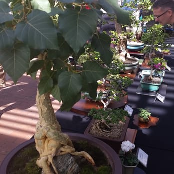 Arizona Matsuri - Bonsai tree - Festivals Near Me - Phoenix, Arizona Arizona Matsuri - Bonsai tree - Festivals Near Me - Phoenix, Arizona