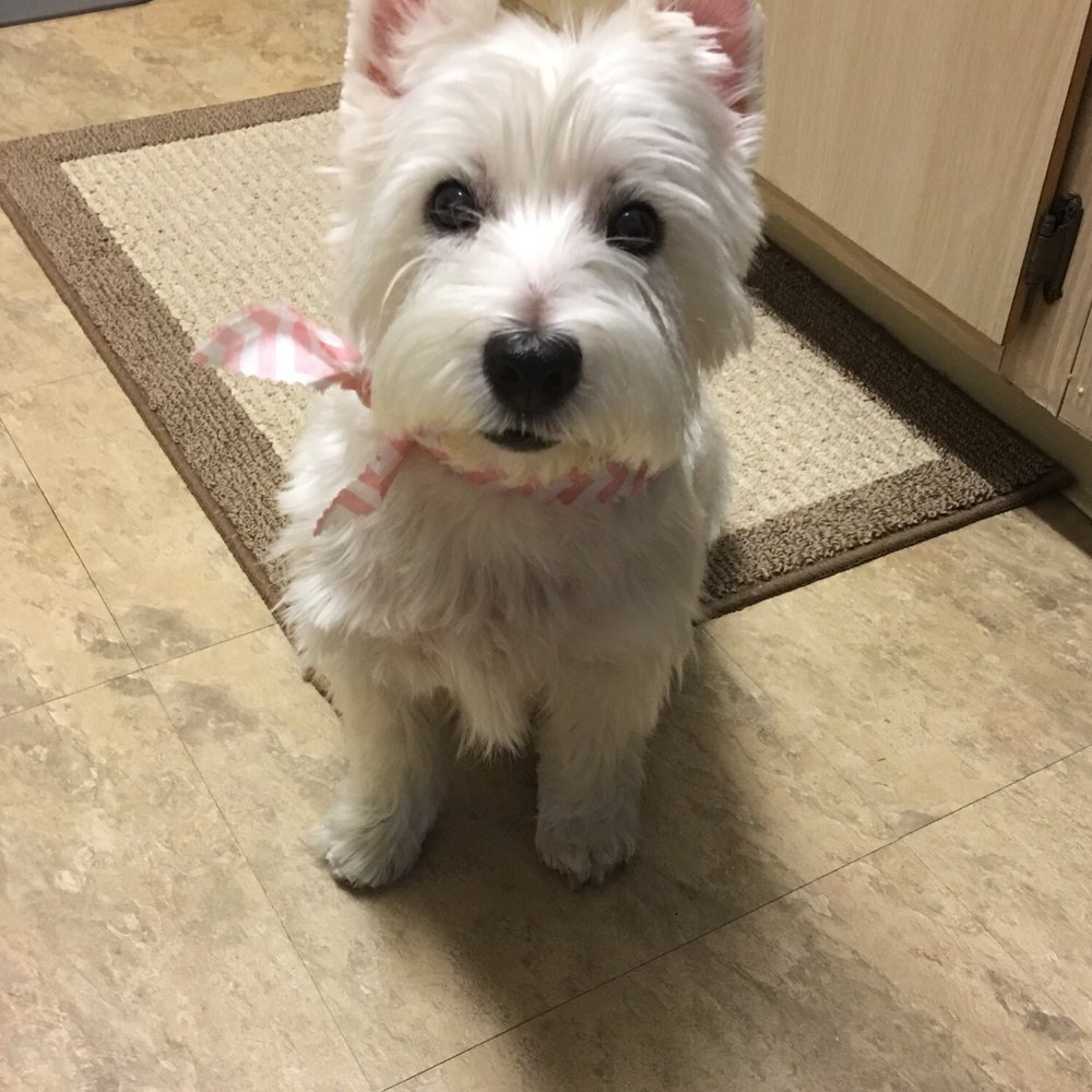 Bark Avenue - Pretty lil girl - Pet Groomers Near Me - Fresno, California Bark Avenue - Pretty lil girl - Pet Groomers Near Me - Fresno, California