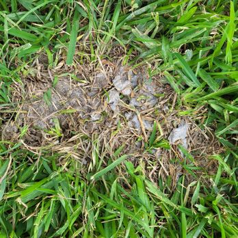 Premier Foundation Repair - Concrete left on my grass. - General Contractors Near Me - Dallas, Texas Premier Foundation Repair - Concrete left on my grass. - General Contractors Near Me - Dallas, Texas