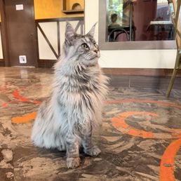 Rocky the main coon! Rocky the main coon!
