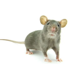 Prime Time Pest Control