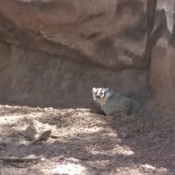 Bearizona - Badger Who Really Doesn't Give A... - Zoos Near Me - Williams, Arizona Bearizona - Badger Who Really Doesn't Give A... - Zoos Near Me - Williams, Arizona