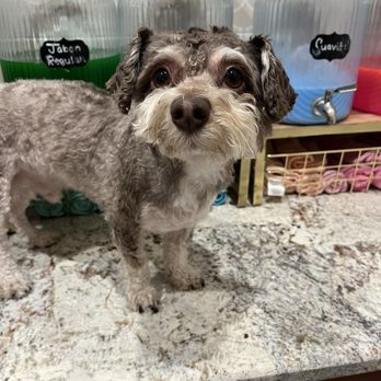 Royal Paws - After - Pet Groomers Near Me - Palmdale, California Royal Paws - After - Pet Groomers Near Me - Palmdale, California