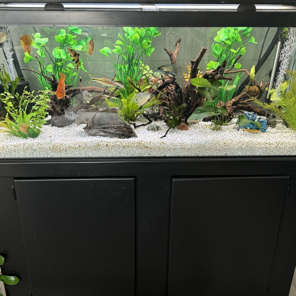 Vallejo Aquarium - Semi aggressive community tank. - Pet Stores Near Me - Vallejo, California Vallejo Aquarium - Semi aggressive community tank. - Pet Stores Near Me - Vallejo, California