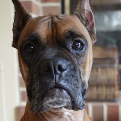 Safe at Home Pet Sitters - Tyson (client)