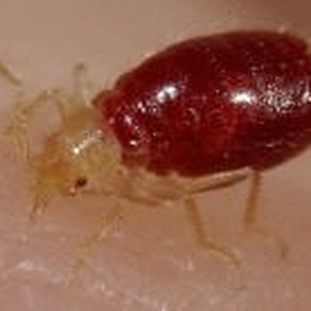 Pest Control Solutions - Pest Control Near Me Pest Control Solutions - Pest Control Near Me