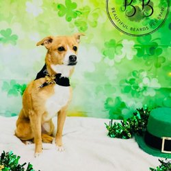 McGuire Veterinary Services