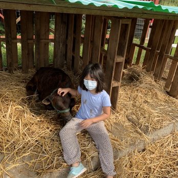 LAWRENCE Lovestock - Cattle - Petting Zoos Near Me - Kahaluu, Hawaii