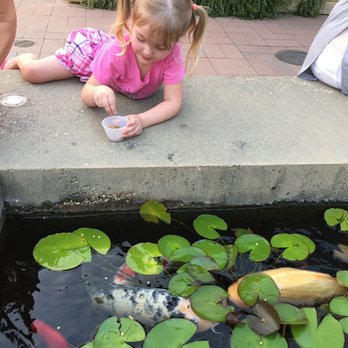 R+D Kitchen - Outside feeding the fish - New American Near Me - Yountville, California