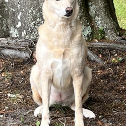Vivid Aussie Kennels and Pet Sitting