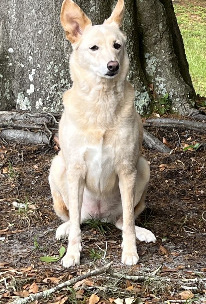 Vivid Aussie Kennels and Pet Sitting Image