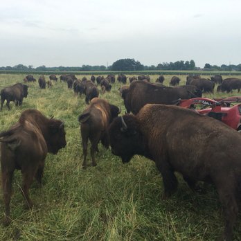 Broken Wagon Bison - Educational Services Near Me - Hobart, Indiana