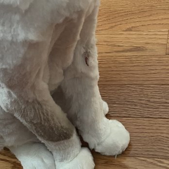 Pet Star Salon - Leg cut started bleeding again after he licked - Pet Groomers Near Me - Fairfax, Virginia Pet Star Salon - Leg cut started bleeding again after he licked - Pet Groomers Near Me - Fairfax, Virginia