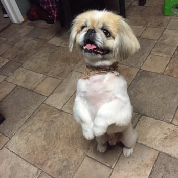 Angell's Canine Spa - Pet Groomers Near Me - Lomita, California Angell's Canine Spa - Pet Groomers Near Me - Lomita, California