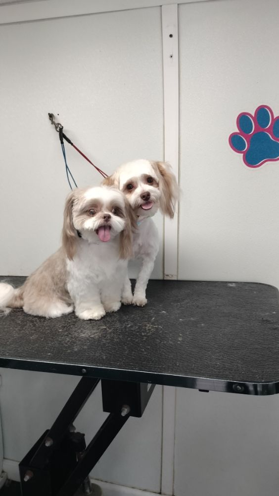MOBILE GROOMING SWEET PETS 41 Photos 280 Racquet Club Rd, Davie
