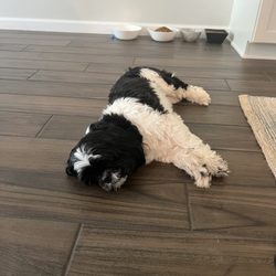 Bayside Pet Resort - This is a picture of a tired dog. He was not fed for four days.