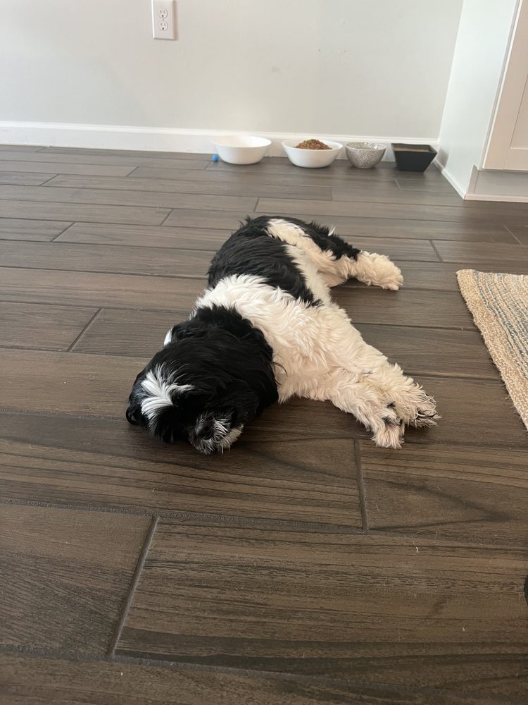 BAYSIDE PET RESORT AT LAKEWOOD RANCH Updated October 2024 17 Photos