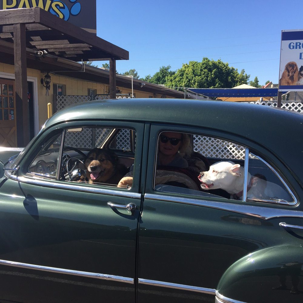 Pardise Dogs 24/7 - Getting picked up - Pet Groomers Near Me - Phoenix, Arizona