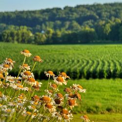 Luna Valley Pizza Farm - View from the hill