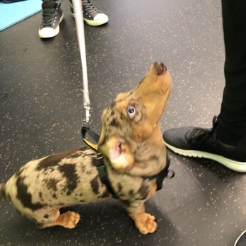Ocean Park Dog Training - Esme is a mini silver-dapple Dachshund puppy who loves coming to Puppy Class. - Pet Training Near Me - Surrey, British Columbia