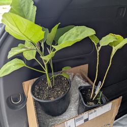 South Seminole Farm & Nursery - Eggplants