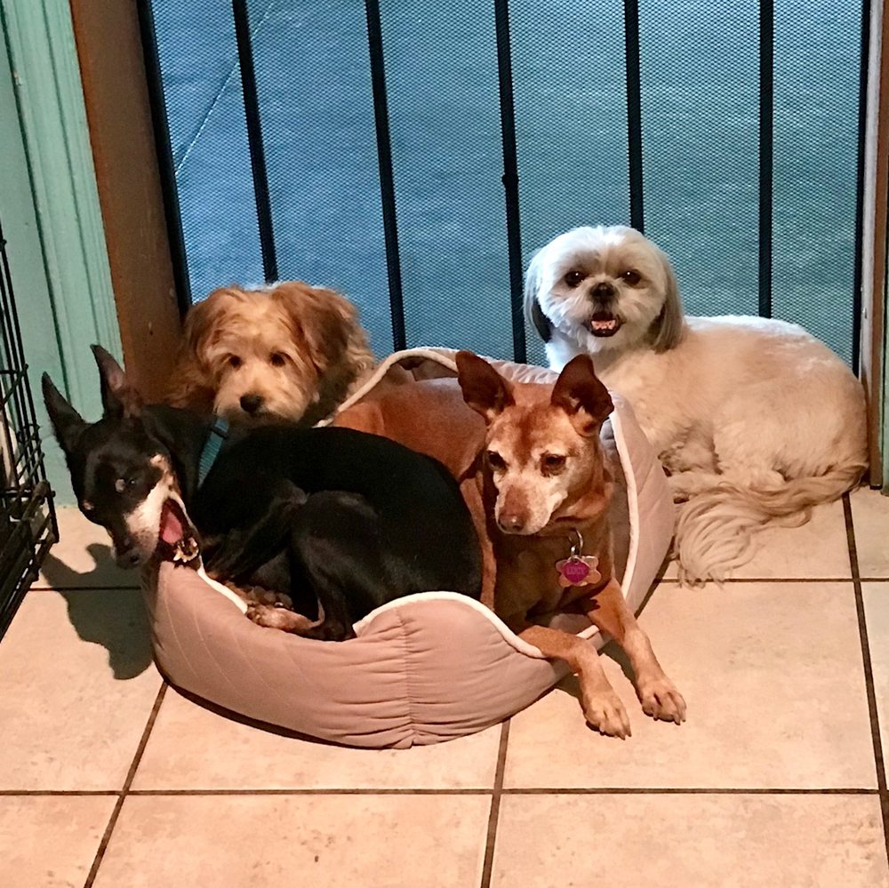 DOGMA DOG DAYCARE CLOSED 21 Photos & 12 Reviews 2708 N Country