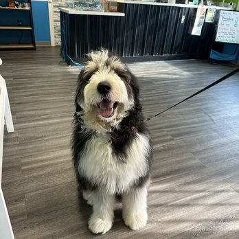 Hounds Town Jefferson - Bitters all excited about being at Hound's Town!!!! - Pet Groomers Near Me - Harahan, Louisiana Hounds Town Jefferson - Bitters all excited about being at Hound's Town!!!! - Pet Groomers Near Me - Harahan, Louisiana