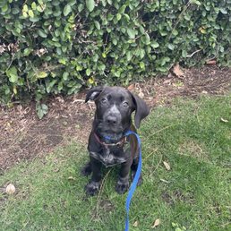 My puppy learning how to sit