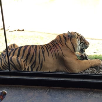 Symbio Wildlife Park - Tiger feeding presentation - Zoos Near Me - Helensburgh, NSW