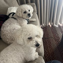 Your Animals Best Friend - My pups!