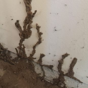 Termite Science - Subterranean Termites coming up from the soil thru a crack in the slab and eating the wooden framing of the garage. - Pest Control Near Me Termite Science - Subterranean Termites coming up from the soil thru a crack in the slab and eating the wooden framing of the garage. - Pest Control Near Me