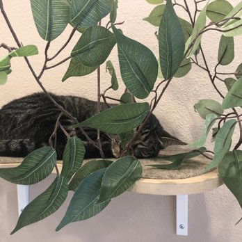 Catopia Cat Cafe - Pet Adoption Near Me - Albuquerque, New Mexico