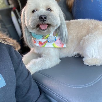 Dandee Dog Grooming - After her Dandee appointment! She is so happy - Pet Groomers Near Me - San Diego, California Dandee Dog Grooming - After her Dandee appointment! She is so happy - Pet Groomers Near Me - San Diego, California